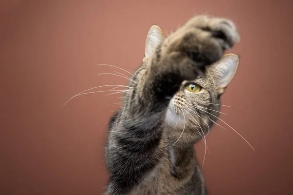 Kattenpoot reikend naar camera op bruine achtergrond — Stockfoto