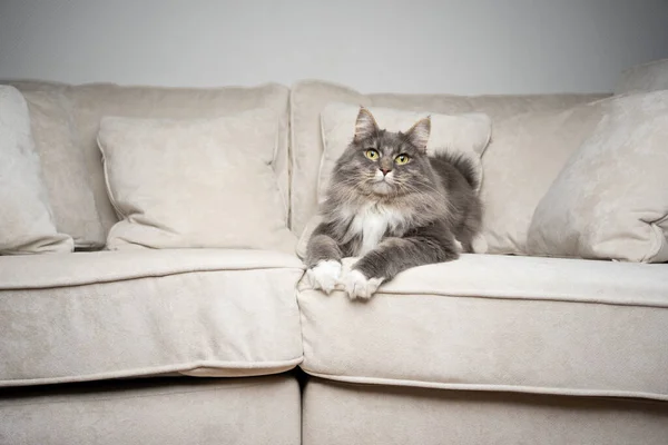 Gato deitado na frente descansando no sofá confortável olhando para a câmera — Fotografia de Stock