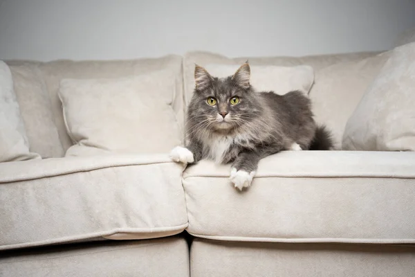 Gatto sdraiato sul davanti appoggiato sul divano a guardare la fotocamera curiosamente — Foto Stock