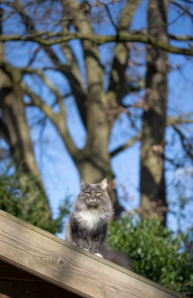 Gato ao ar livre em pé no telhado do galpão de madeira observando território — Fotografia de Stock