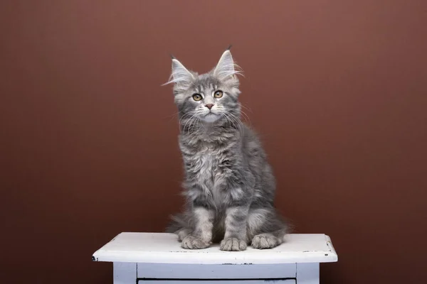 Lindo maine coon gatito sentado en blanco cajón mirando cámara — Foto de Stock