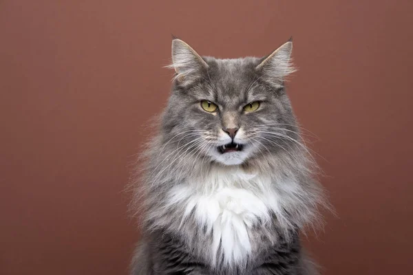 Wütende Katze blickt mit offenem Maul in die Kamera und miaut auf braunem Hintergrund — Stockfoto