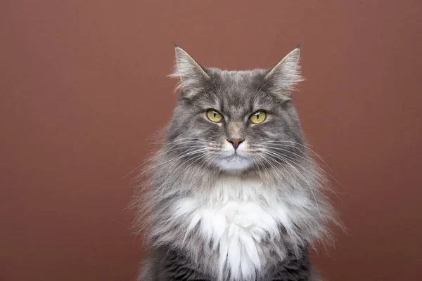 Cinza branco maine casulo gato retrato olhando para a câmera no fundo marrom — Fotografia de Stock