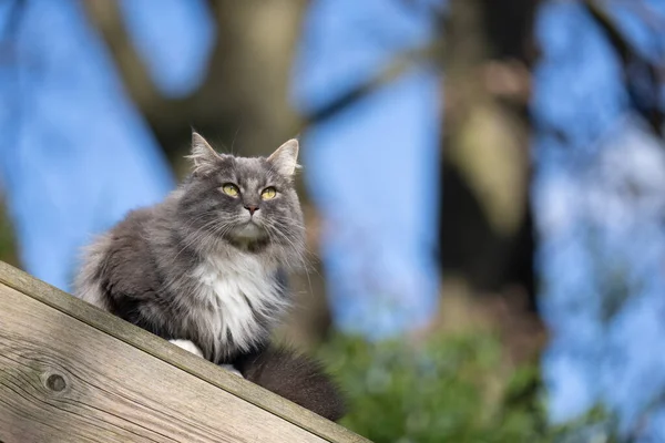 Кошка на открытом воздухе, сидящая на крыше деревянного сарая, наблюдая за территорией — стоковое фото