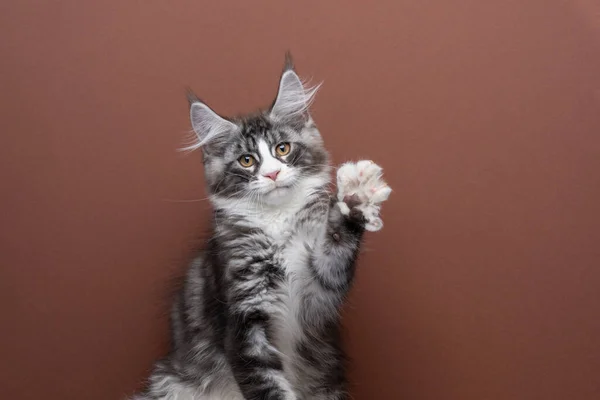 Słodkie maine coon kotek gra podnoszenie łapa patrząc w aparat — Zdjęcie stockowe