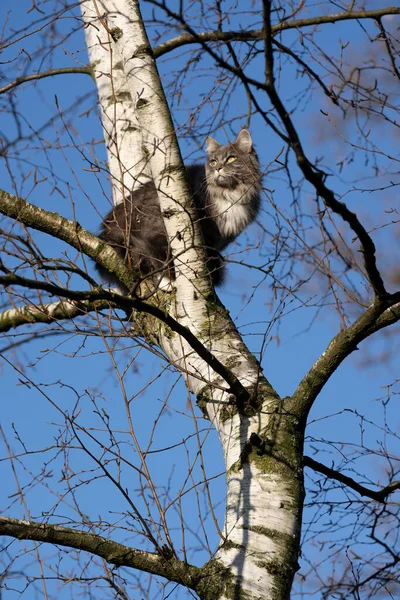 Gato sentado no alto de uma árvore de bétula ao ar livre observando território — Fotografia de Stock