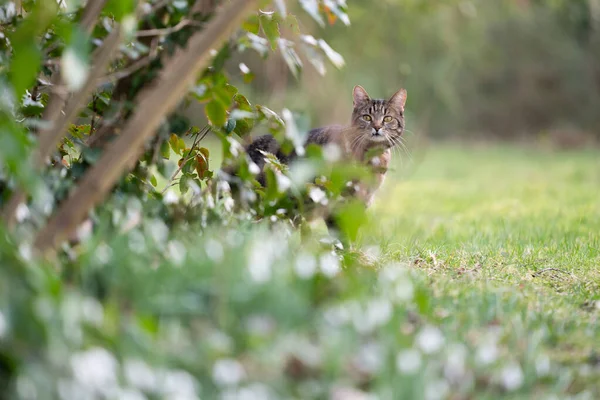 Застенчивый кот прячется за кустами на природе — стоковое фото