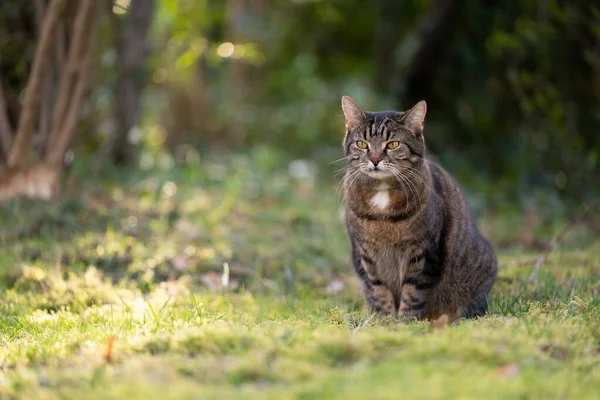 Gato tabby sentado en la hierba al aire libre en la naturaleza observando territorio —  Fotos de Stock