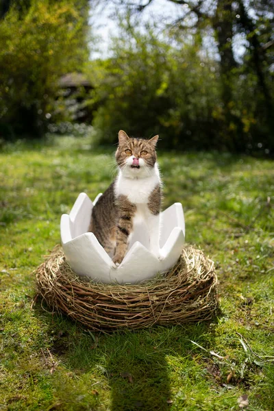 Кошка сидит внутри пасхального яйца на открытом воздухе в саду и смотрит в камеру — стоковое фото