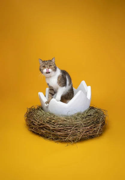 cat inside of white easter egg on yellow background with copy space