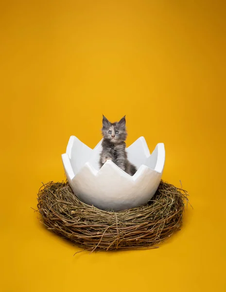 Χαριτωμένο γατάκι μέσα στο αυγό του Πάσχα στο Πάσχα φωλιά σε κίτρινο φόντο — Φωτογραφία Αρχείου