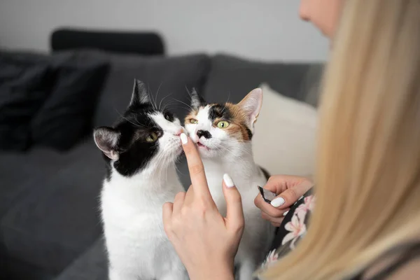 Dois gatos lambendo o dedo de jovem fêmea pet proprietário — Fotografia de Stock