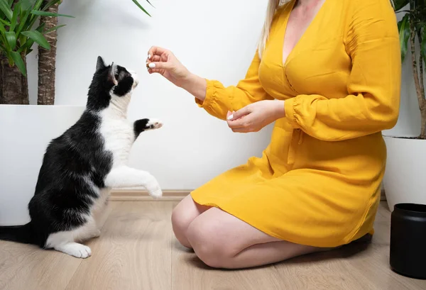 Female pet owner kneeling on the floor feeding hungry cat snacks — Zdjęcie stockowe