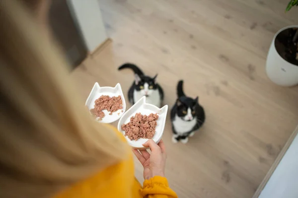 Sällskapsdjur ägare som innehar två matskålar med våt mat. Två hungriga katter väntar. — Stockfoto
