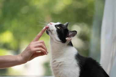 Kedi yalamak, parmak ısırmak.