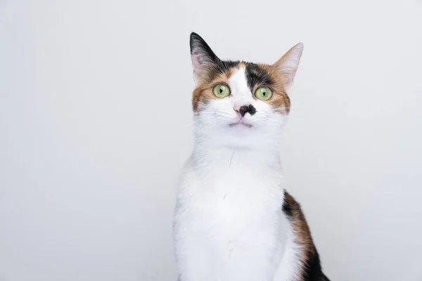 Portret kota kalico wyglądającego na zirytowanego lub zaskoczonego — Zdjęcie stockowe