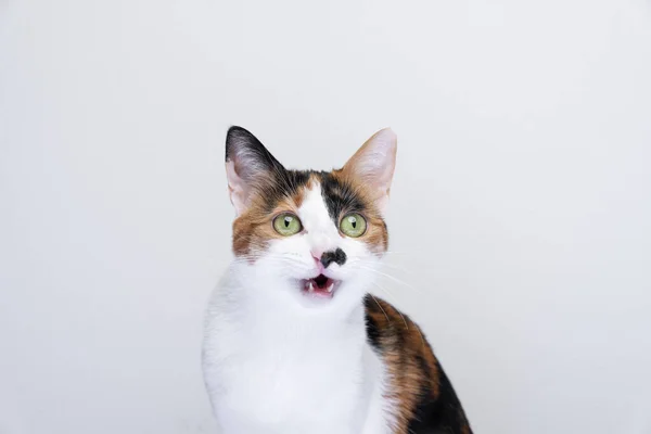 Милый кот выглядит удивленным с открытым ртом — стоковое фото