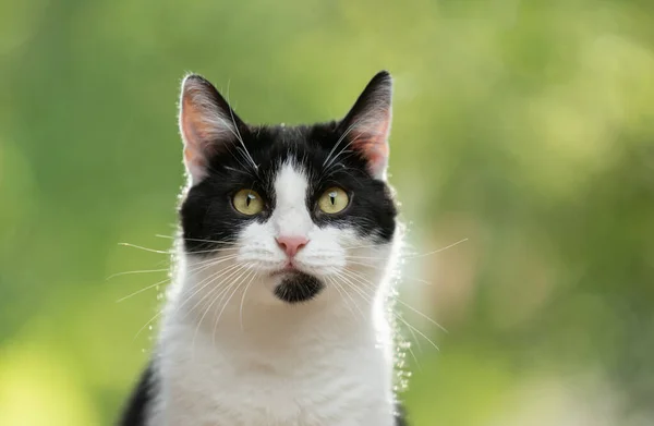 Tuxedo cat portrait against greenery bokeh — Zdjęcie stockowe