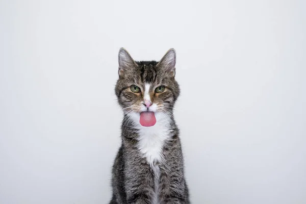 Safado velho gato sticking fora língua no branco fundo — Fotografia de Stock