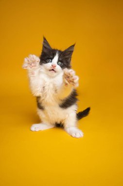 Sevimli kedi yavrusu sarı arka planda arka ayakları üzerinde duruyor.