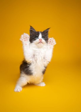 Sevimli kedi yavrusu sarı arka planda arka ayakları üzerinde duruyor.