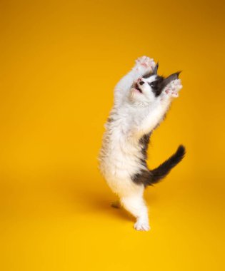 Sevimli kedi yavrusu sarı arka planda arka ayakları üzerinde duruyor.