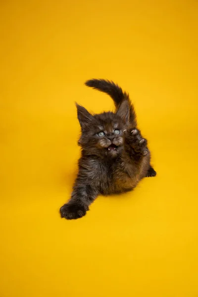 Schwarzer Rauch Maine Coon Kätzchen spielt auf gelbem Hintergrund — Stockfoto