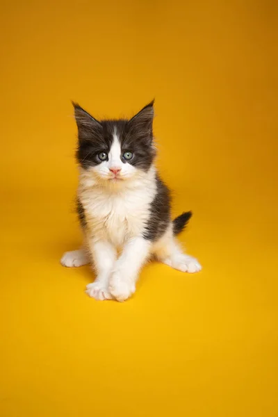 Lindo esmoquin gatito sentado en amarillo fondo — Foto de Stock