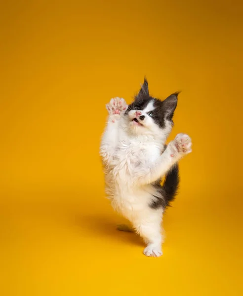 Cute kitten playing rearing up standing on hind legs on yellow background — Fotografia de Stock