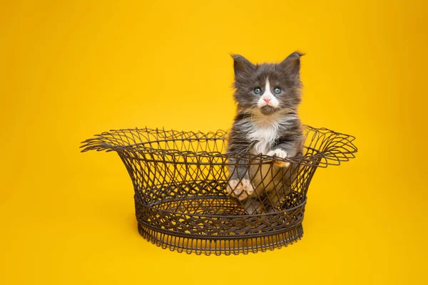 Cute kitten inside of wire basket on yellow background — Stock Fotó