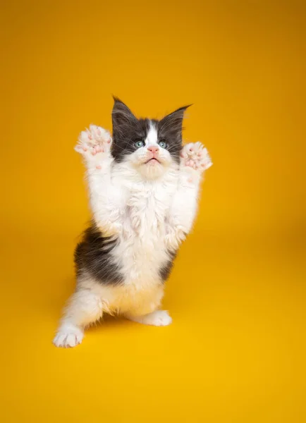 Cute kitten playing rearing up standing on hind legs on yellow background —  Fotos de Stock