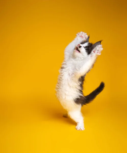 Cute kitten playing rearing up standing on hind legs on yellow background — Stockfoto