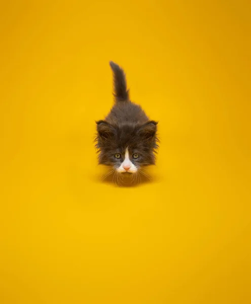 Schattig speels kitten jacht op gele achtergrond met kopieerruimte — Stockfoto
