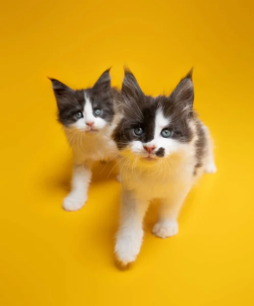 Дві грайливі кошенята, що йдуть поруч цікаво на жовтому тлі — стокове фото