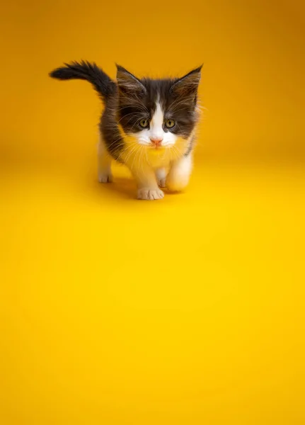 Kitten walking towards camera on yellow background with copy space — Fotografia de Stock