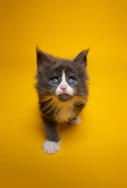 Nyfiken tuxedo maine coon kattunge på gul bakgrund — Stockfoto