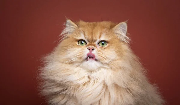 Fome fofo gatinho lambendo lábios — Fotografia de Stock