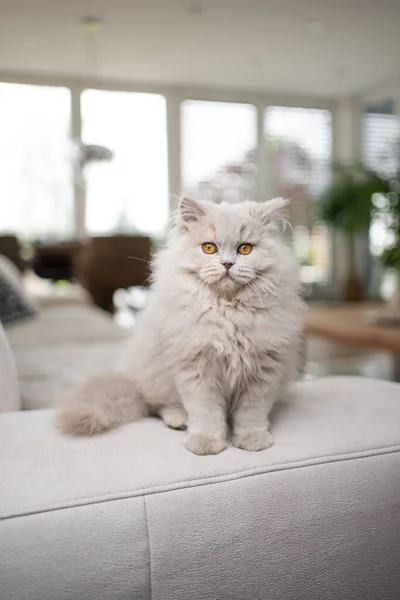 Cute fluffy cat sitting on couch in modern living room — стоковое фото