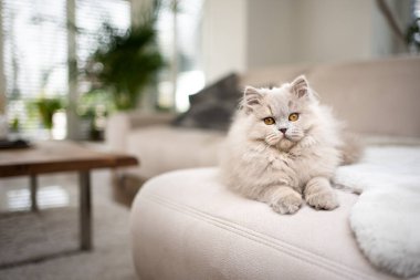 fluffy cat resting on sofa lying on front looking at camera