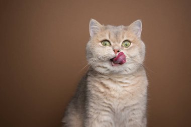 hungry cat licking lips portrait with copy space