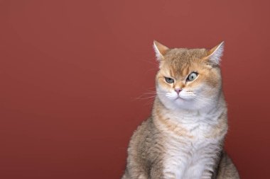 angry cat looking to the side at copy space