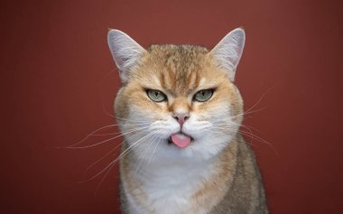 Yaramaz kedi dilini çıkarıp komik surat yapıyor.