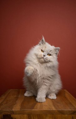 Oyuncu pofuduk uzun saçlı kedi portresi. Kopya alanı ile patisini kaldırıyor.