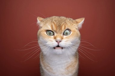 angry british shorthair cat making funny face