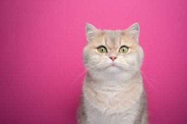 british shorthair cat portrait on pink background