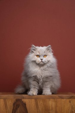 Kopya alanı ile kabarık uzun saçlı kedi portresi