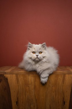 Kabarık tüylü kedi ön tarafta uzanıp rahatça kameraya bakıyor.