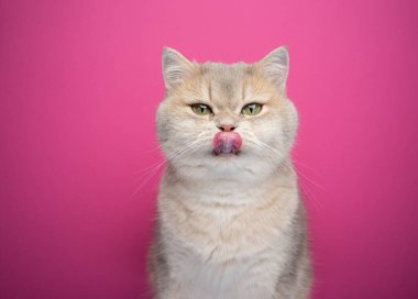 hungry cat licking lips on pink background