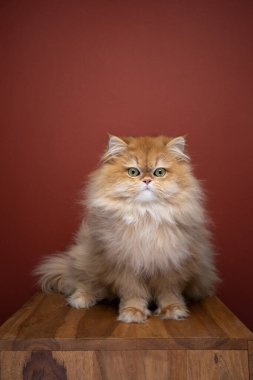 cute fluffy golden shell british longhair cat portrait