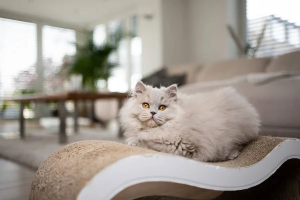 Fluffy cat resting on scratching cardboard in living room — Fotografia de Stock
